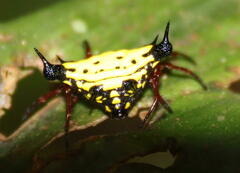 Gasteracanthinae