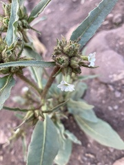 Nicotiana corymbosa