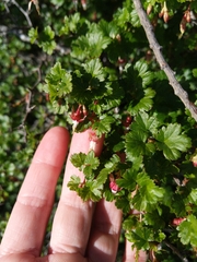 Ribes californicum