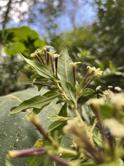 Cestrum buxifolium