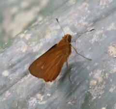 Xanthoneura corissa
