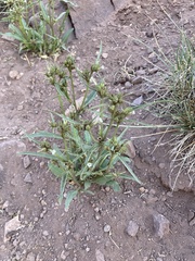 Nicotiana corymbosa
