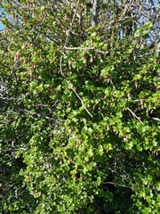 Ribes californicum