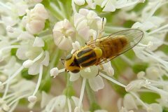 Chlorops