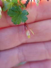 Ribes californicum