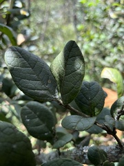 Citharexylum sulcatum