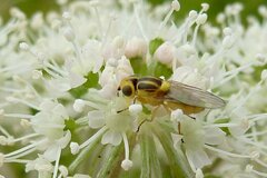 Chlorops