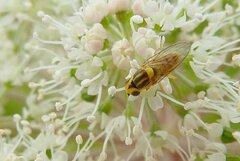 Chlorops