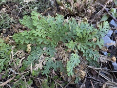 Selaginella ribae