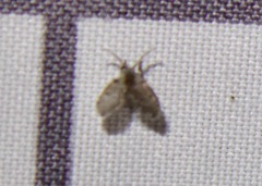 Clogmia albipunctata