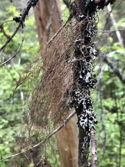 Bryoria trichodes trichodes