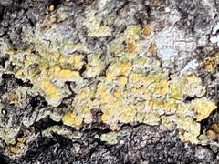 Lecanora symmicta