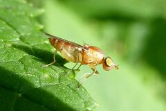 Meromyza