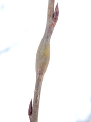 Euhexomyza schineri