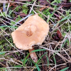 Hydnum oregonense