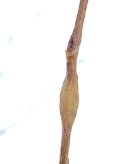 Euhexomyza schineri