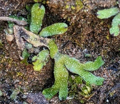 Targionia hypophylla