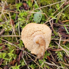 Hydnum oregonense