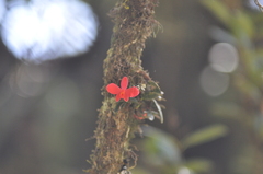 Cattleya coccinea