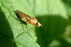 Meromyza