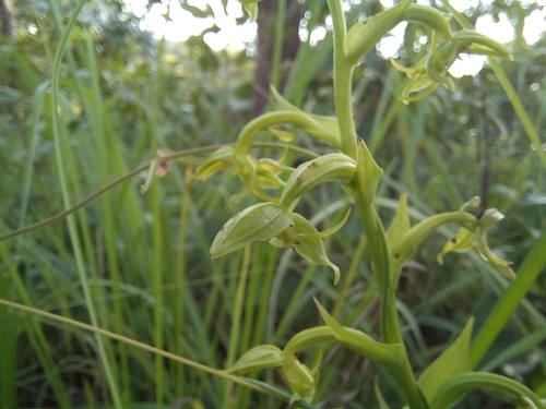 Habenaria uncicalcar