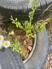 Erigeron philadelphicus