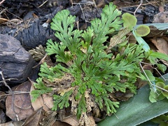 Selaginella novoleonensis