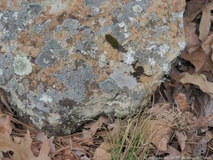 Frullania kunzei