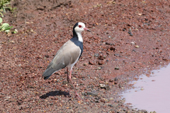Vanellus crassirostris