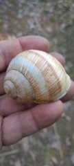Helix pomatia