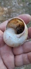 Helix pomatia