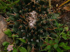 Mammillaria uncinata
