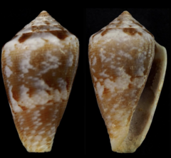 Conus echinophilus