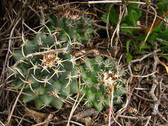 Mammillaria magnimamma