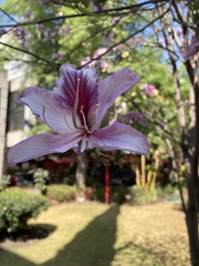 Bauhinia variegata