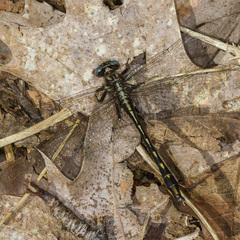 Phanogomphus lividus