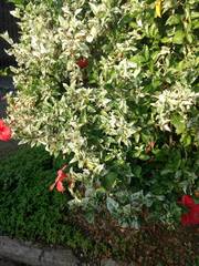 Hibiscus rosa-sinensis