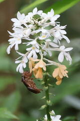 Calanthe