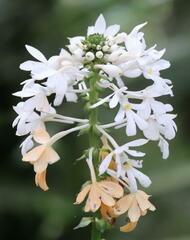 Calanthe