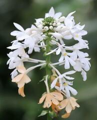 Calanthe