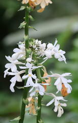 Calanthe