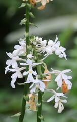 Calanthe