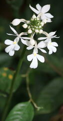 Calanthe