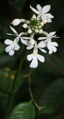 Calanthe