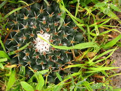 Mammillaria uncinata