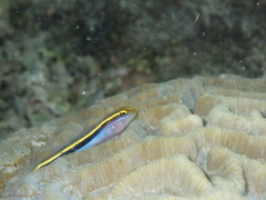 Elacatinus randalli