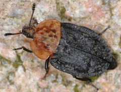 Oiceoptoma thoracicum