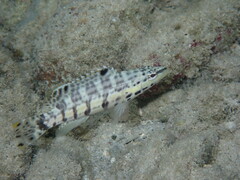 Serranus tigrinus