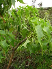Pittocaulon praecox