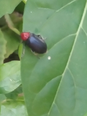 Cacoscelis nigripennis
